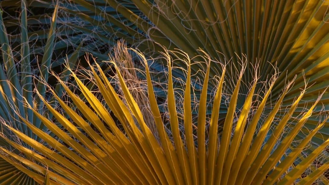 what-causes-the-majesty-palm-leaves-to-turn-brown