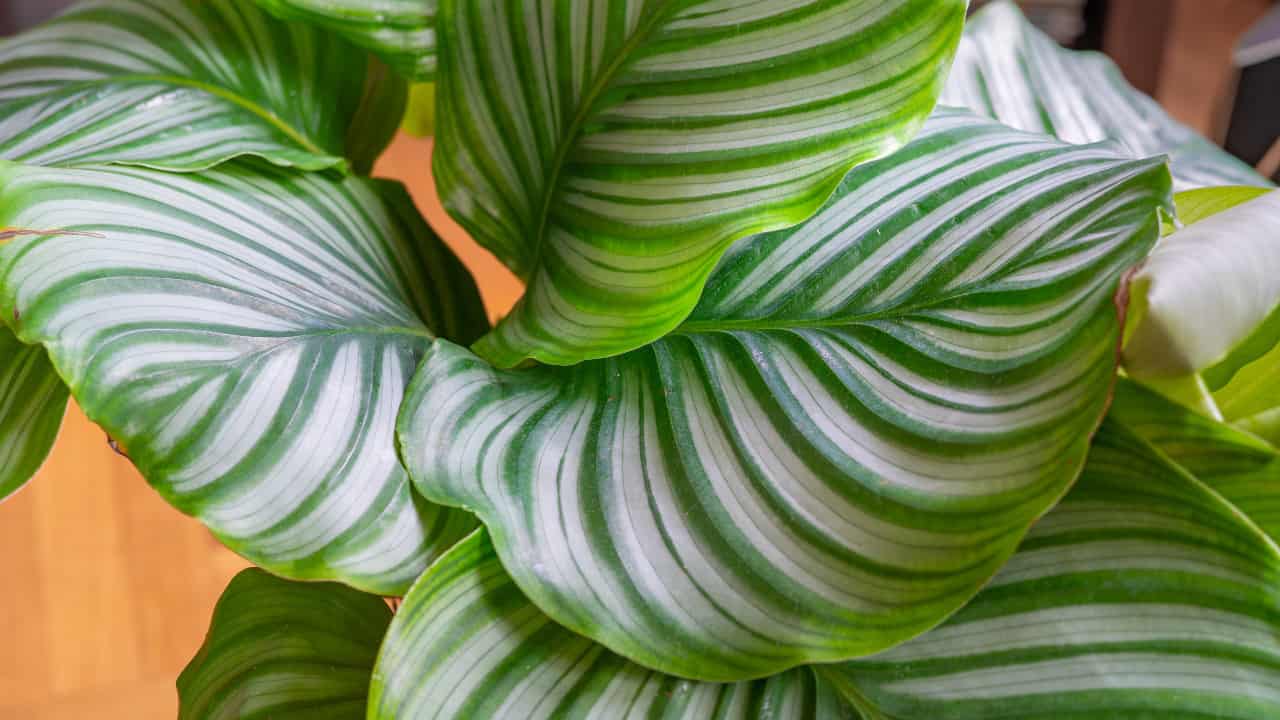 Calathea orbifolia (Round Leaf)