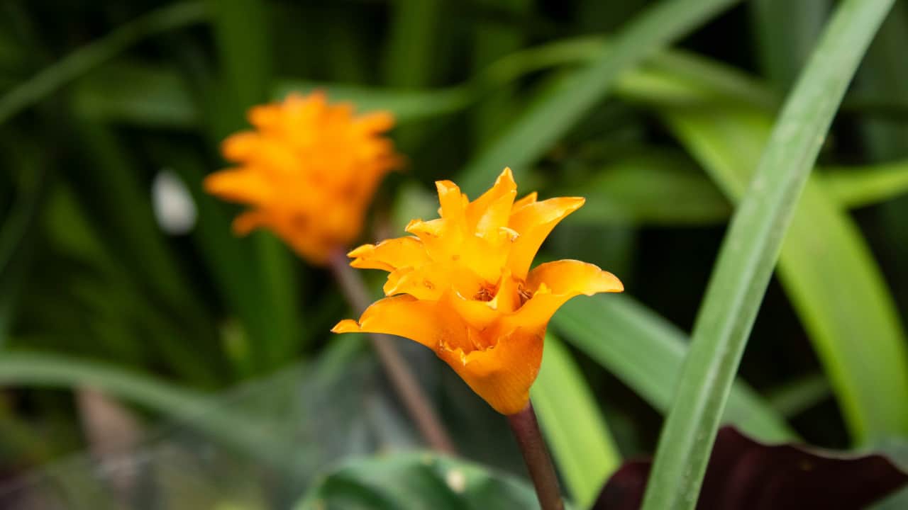 Calathea crocata (Eternal Flame)