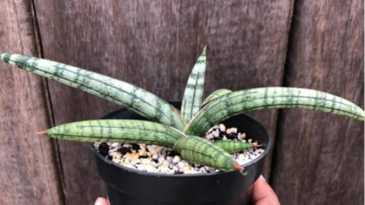 Sansevieria Suffruticosa – Best Kept Secrets!