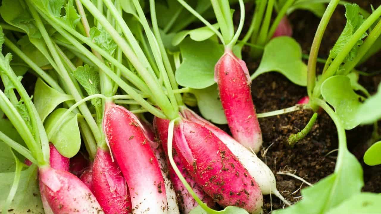 11 Best Underground Vegetables — The Ultimate Guide 8