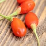 How to Grow Goji Berry Plants from Seed - Step By Step 12
