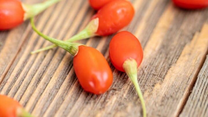 How to Grow Goji Berry Plants from Seed – Step By Step