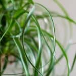 Why Ponytail Palm Leaves Turn Brown - A Survival Mechanism? 10