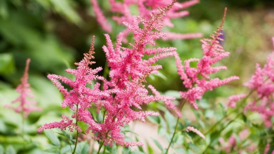 14 Best Plants for East Facing Gardens: Nr. 2 Is Our Favorite!