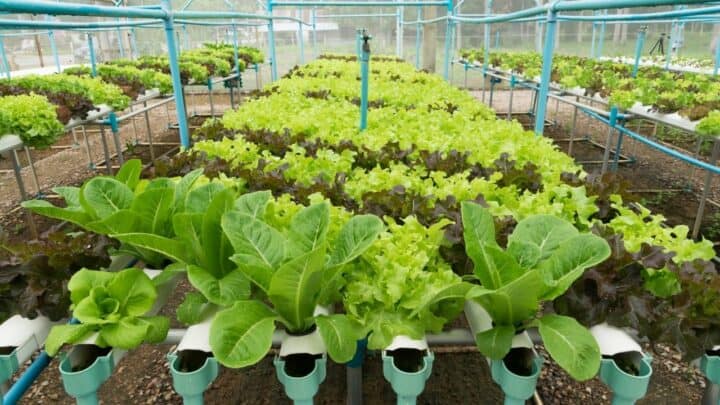 15-best-vegetables-for-hydroponics-plantophiles