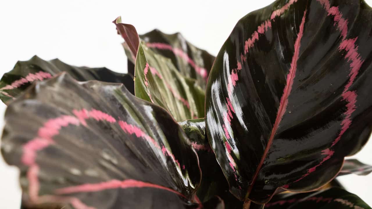 Calathea roseopicta (Corona)