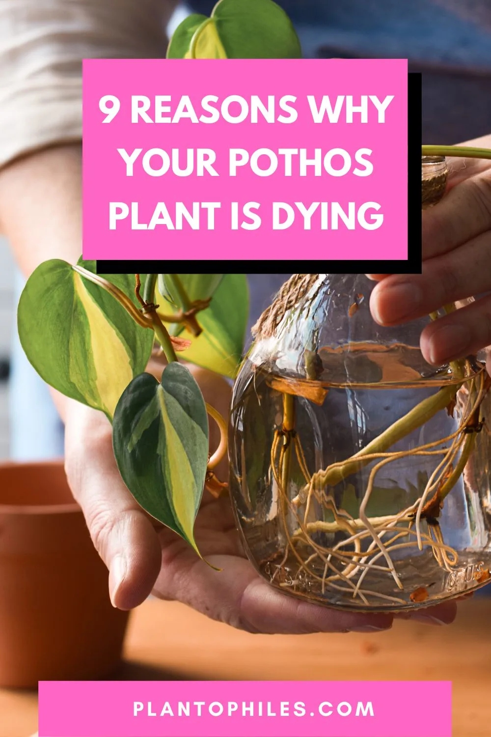 9 Reasons Why Your Pothos Plant Is Dying 