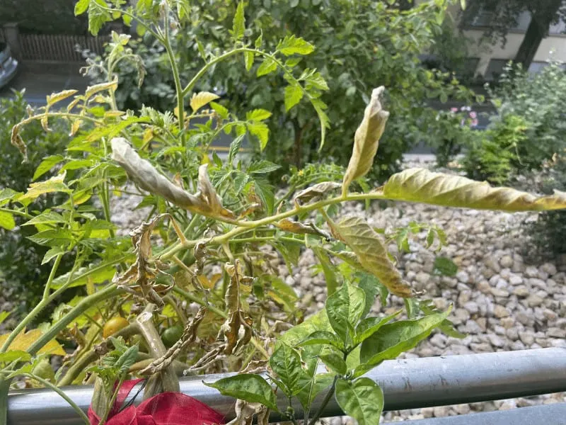 Bad spider mite infestation on my tomato plants