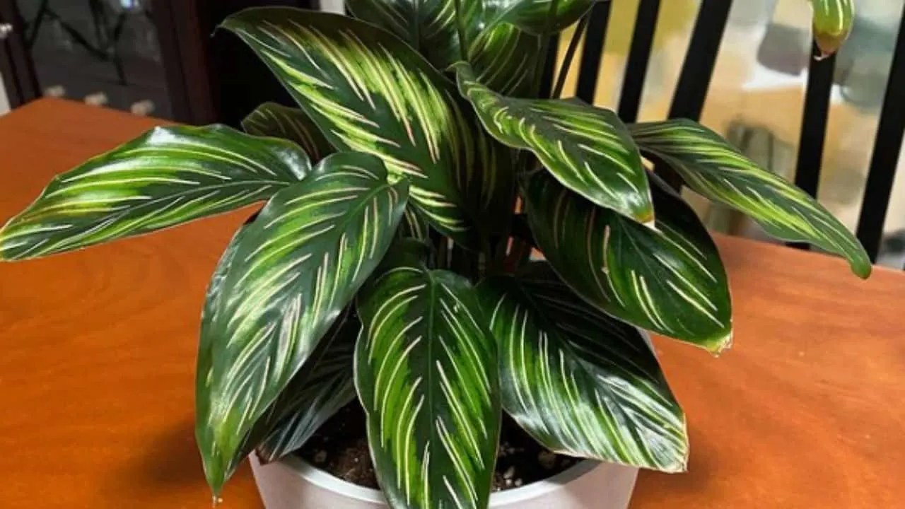 Calathea Beauty Star