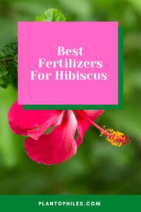 Best Fertilizers For Hibiscus