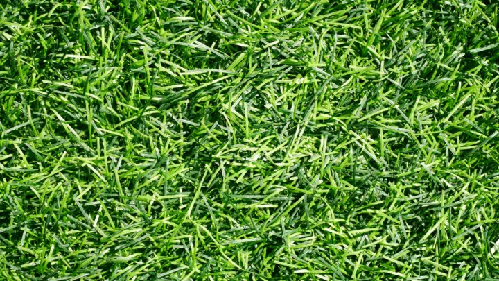 6 Best Fertilizers For Bermuda Grass A Buyers Guide