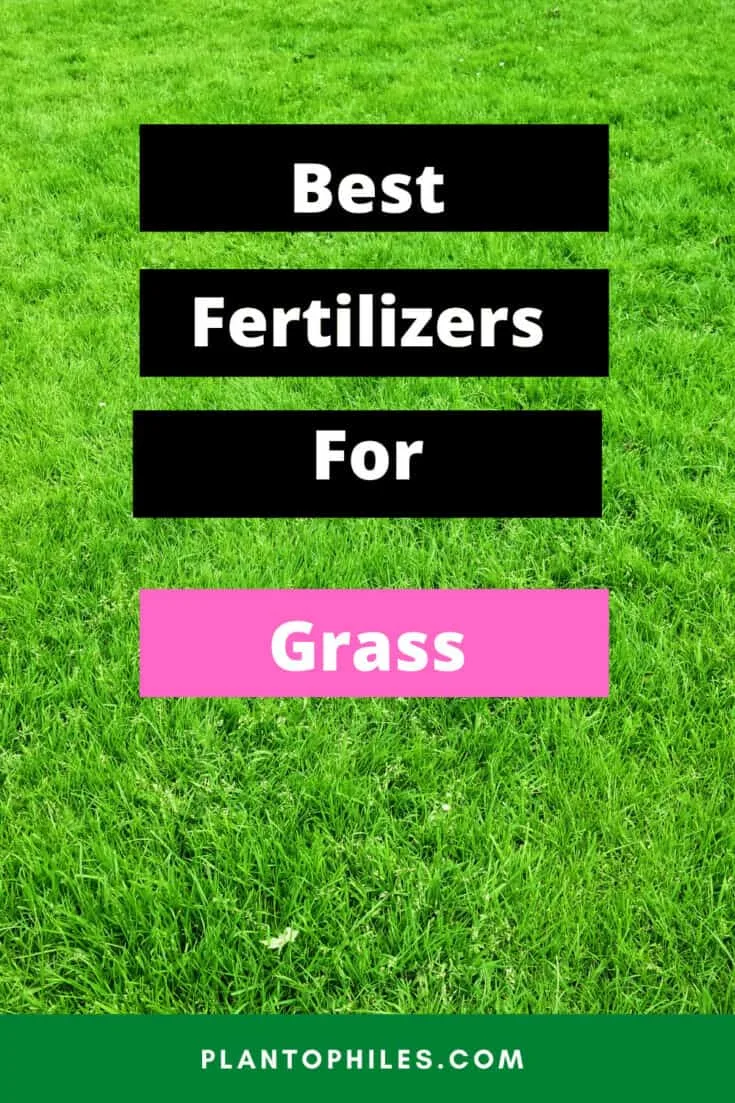 Best Fertilizers for Grass