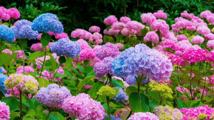 9 Best Fertilizers for Hydrangeas – A Buyers Guide 2022