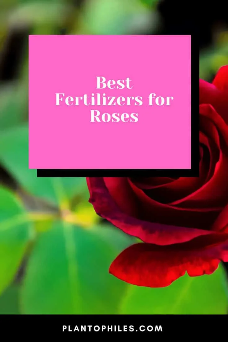 Best Fertilizers for Roses