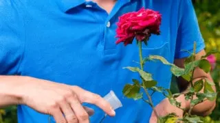 Best Fertilizers for Roses