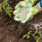 Best Fertilizers for Tomatoes