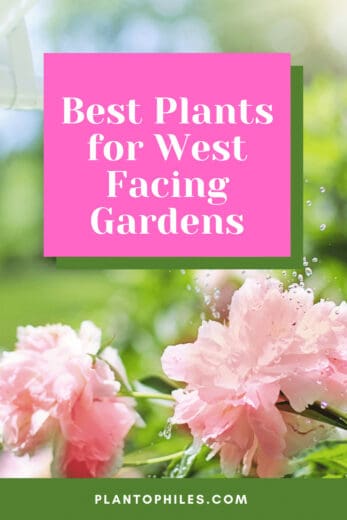 Best Plants For West Facing Gardens 347x520 