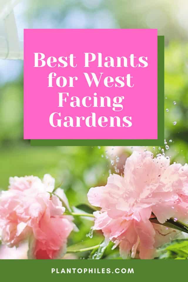 Best Plants For West Facing Gardens 640x960 