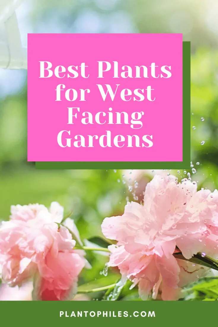 Best Plants for West Facing Gardens