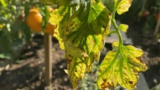 Black Spots On Tomato Leaves And Stems