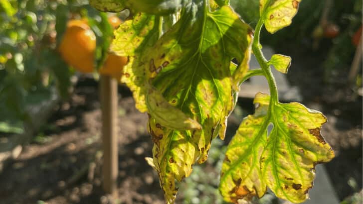Black Spots On Tomato Leaves And Stems & Treatment!