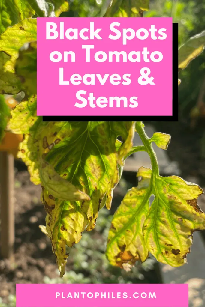 Black Spots on Tomato leaves and stems