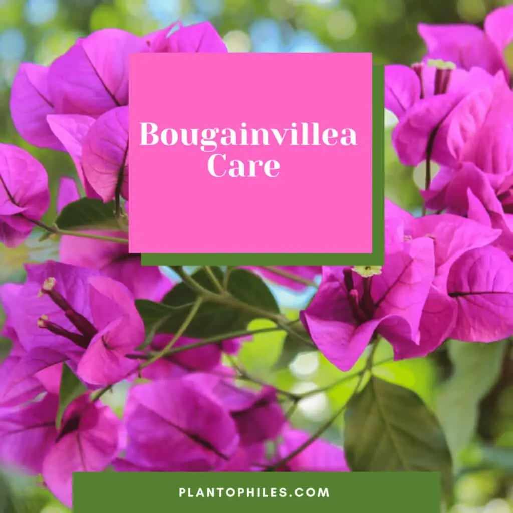 Bougainvillea Care