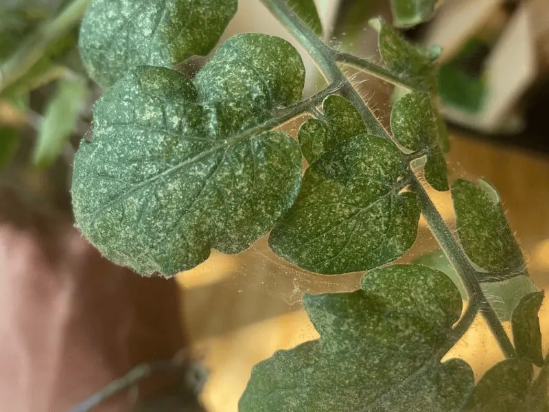Brown spots caused by spider mites on Tomato leaves