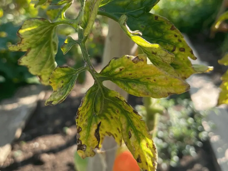 Early blight on tomato leaves and stems