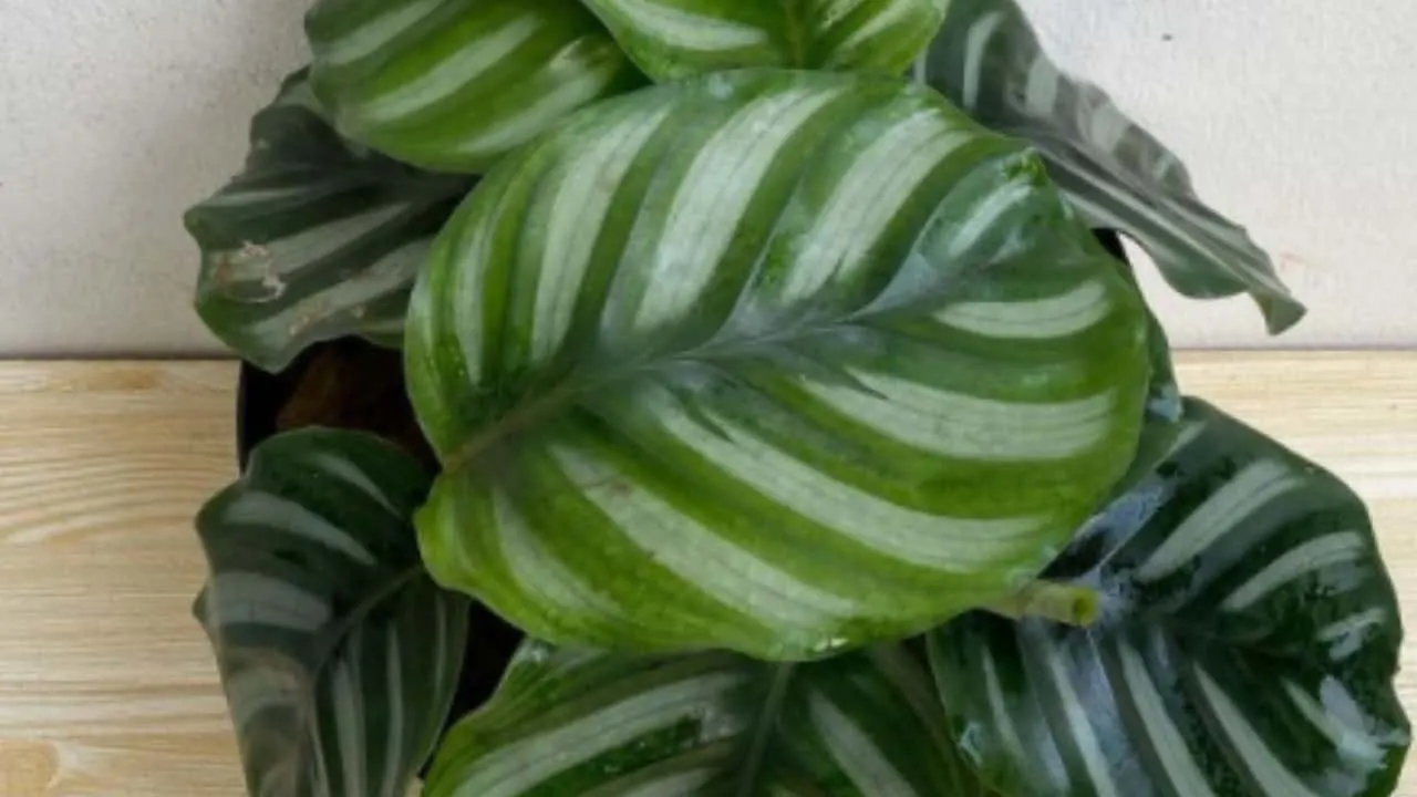 Calathea fasciata (Rotundifolia)