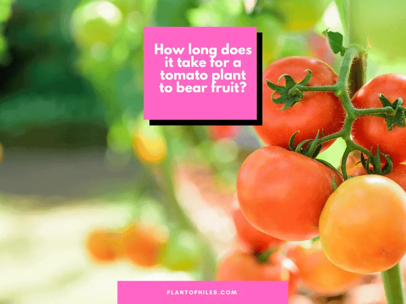 How long does it take for a tomato plant to bear fruit?