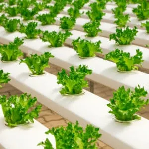 Hydroponic growing needs added nutrients as there is no soil present