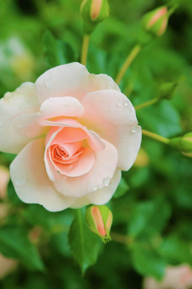 It is suggested to test the soil before fertilizing roses