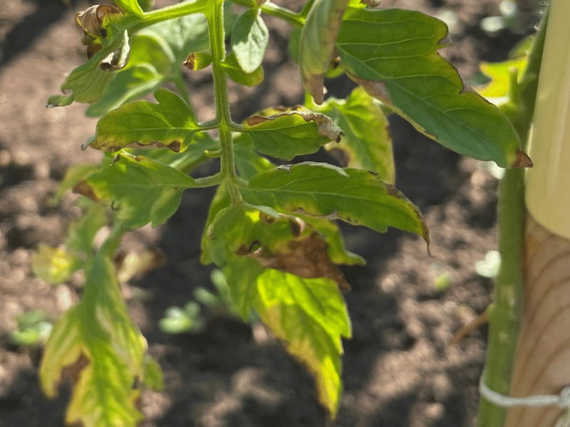 Late blight on a tomato leaf