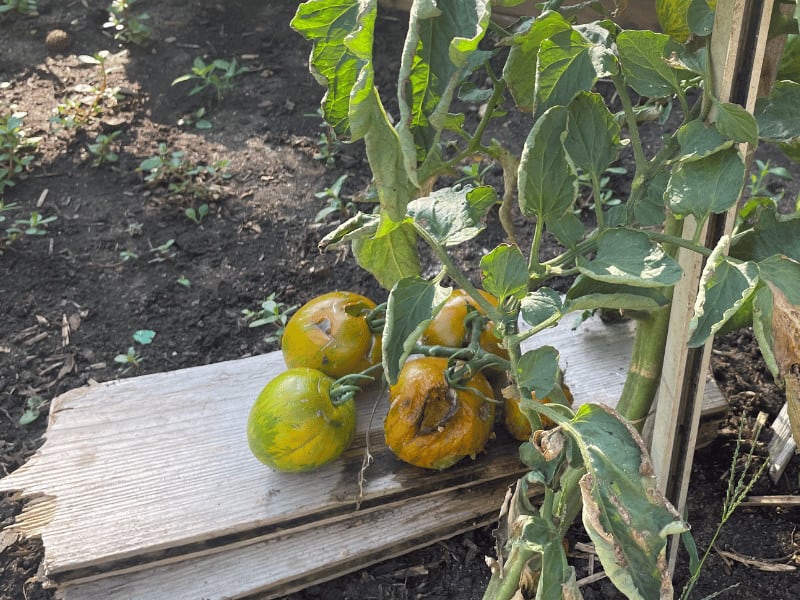 Late blight on tomato fruits