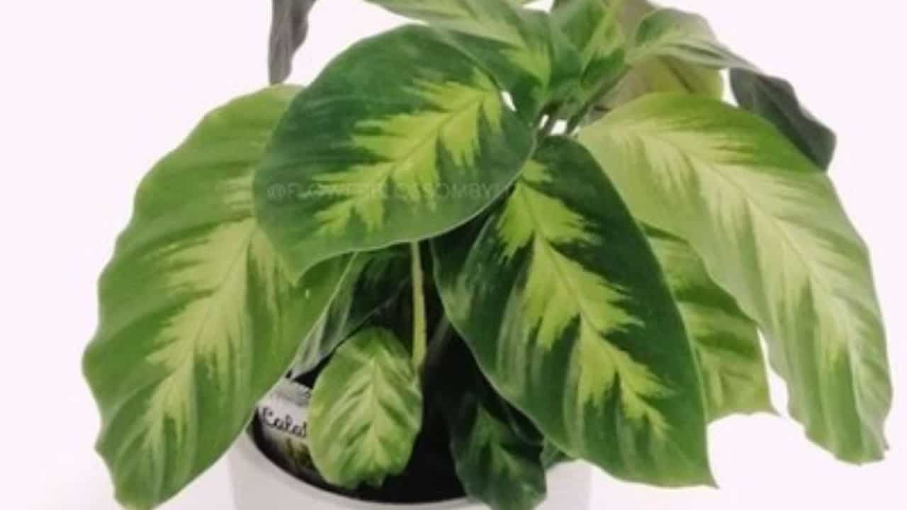 Calathea misto