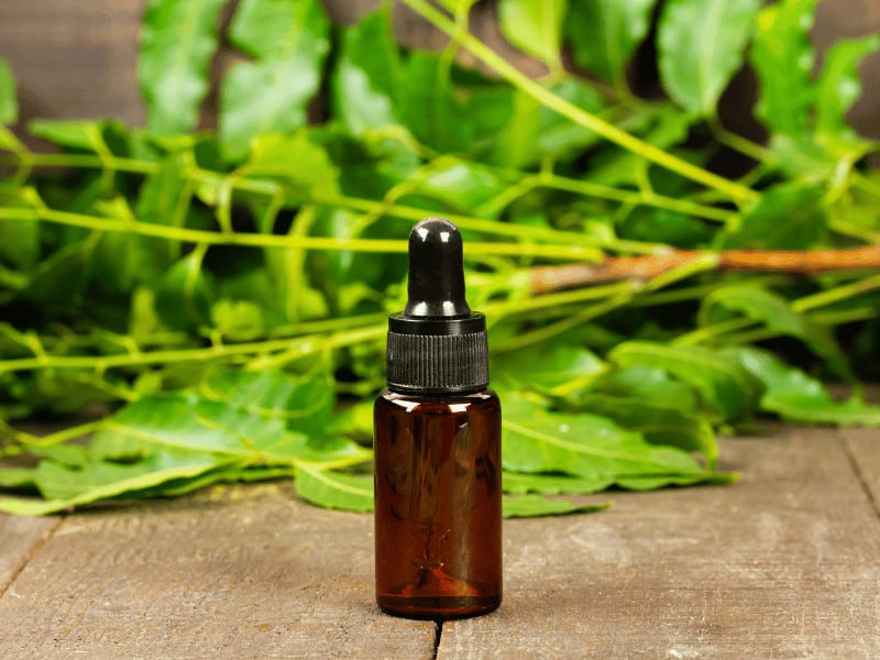 Neem oil can be used against fungal infections and pests