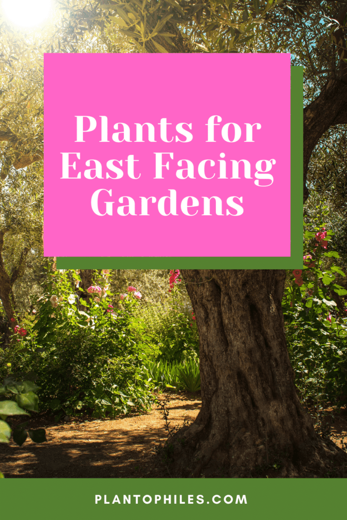 Plants For East Facing Gardens 683x1024 