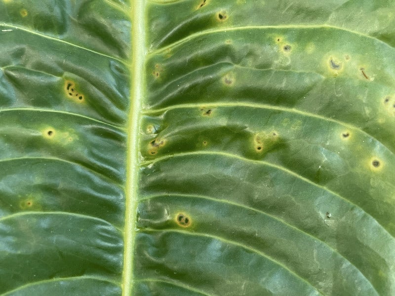 Septoria leaf spot on my Anthurium plant