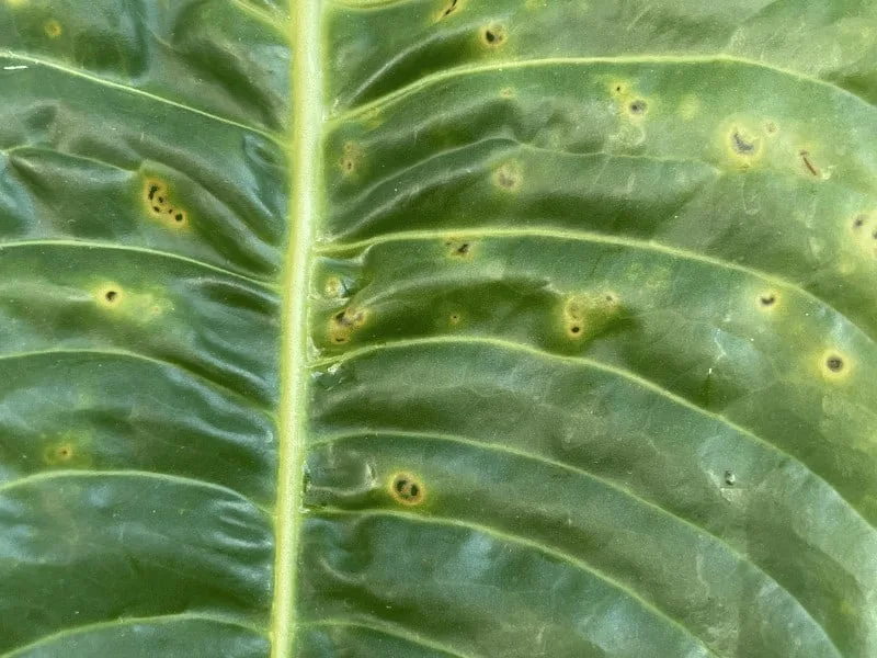 Septoria leaf spot on my Anthurium plant