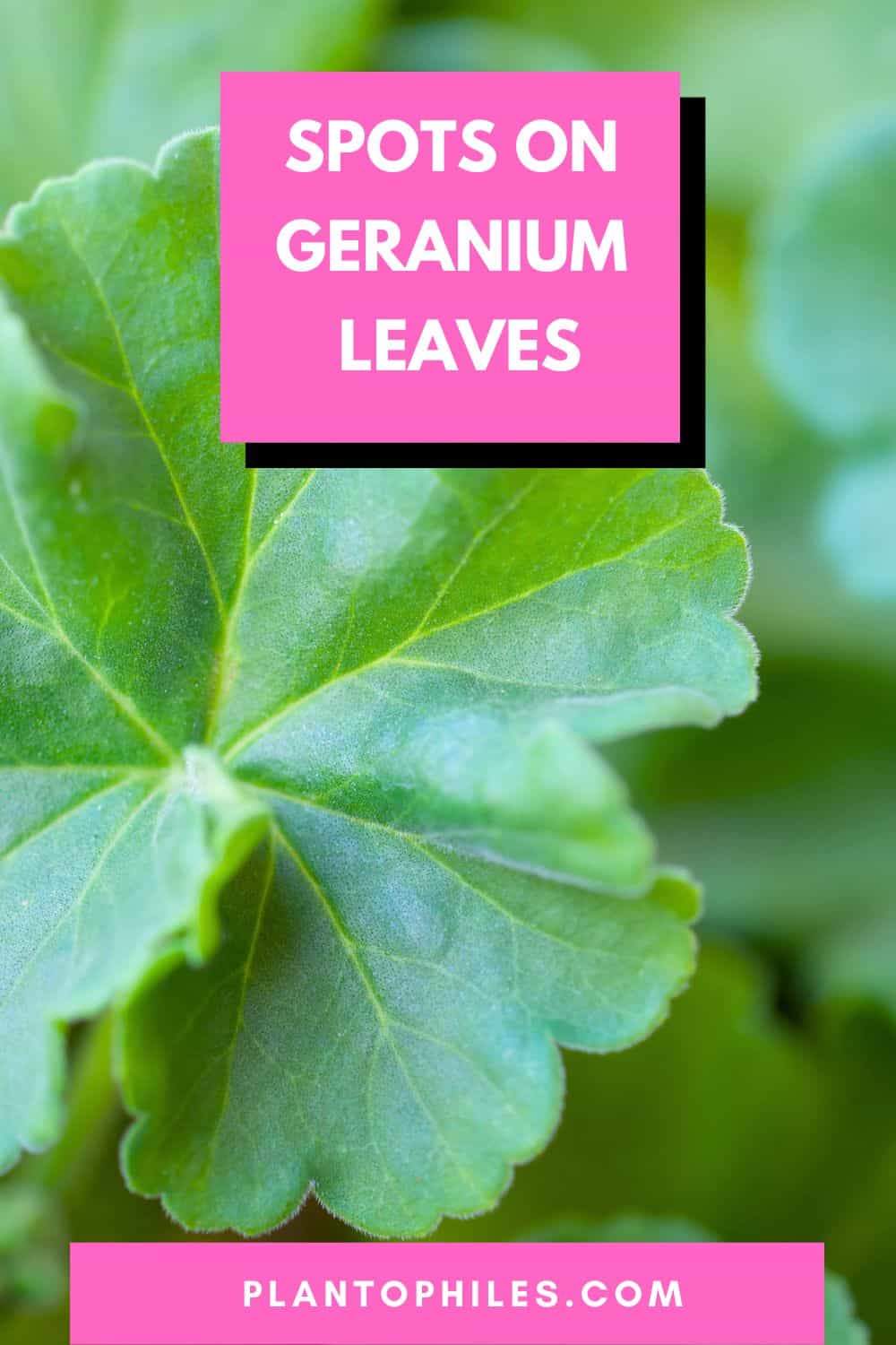 Spots on Geranium Leaves