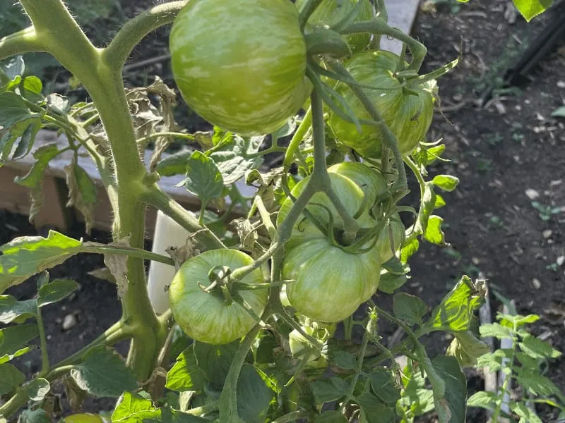 Root rot on Tomatoes