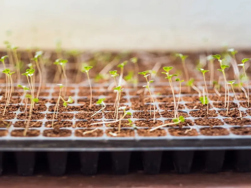 Use a seedling heat mat underneath the seedling tray