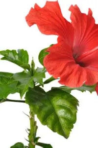Use fertilizer for hibiscus during the growing season