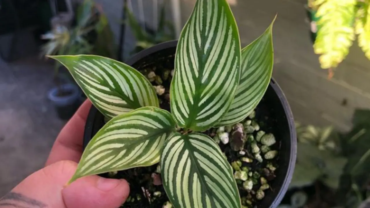 Calathea vittata