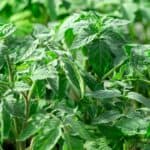 Tomato Leaves Curling Up, Down or Inwards - Why? 7