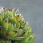 How Does an Underwatered Succulent Look Like? — The Answer 6