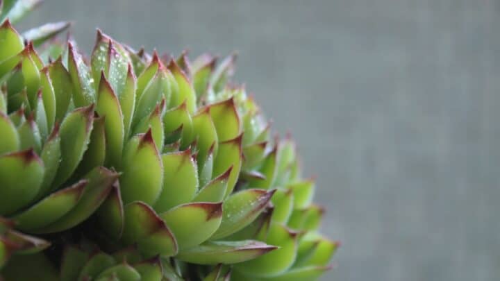 How Does an Underwatered Succulent Look Like?  — The Answer