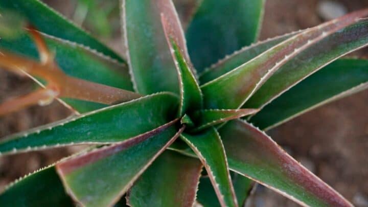 Aloe Plant Turning Brown — 7 Possible Reasons